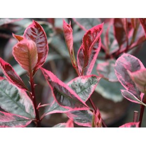 Červienka fraserova (Photinia Serratifolia) ´PINK MARBLE´ - výška 80-100 cm, kont. C7L  - NA KMIENKU 